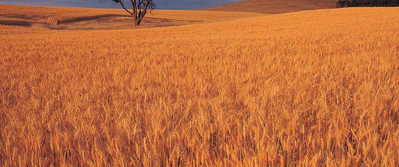 Agricultural Land Farm 6,000 ha Business in Ukraine