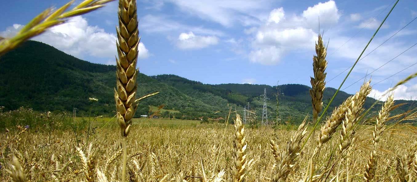 Agricultural Farm 5,400 ha Business in Ukraine